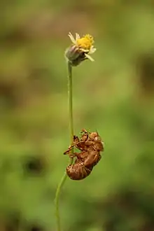 Exoskeleton of cicada clinging to Tridax procumbens stem.