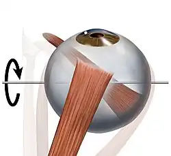 Eye movement of superior rectus muscle, superior view