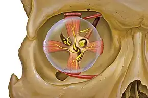 Eye and orbit anatomy with motor nerves