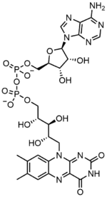 FAD, a dinucleotide enzymatic cofactor in which one of the ribose sugars adopts a linear configuration rather than a ring.