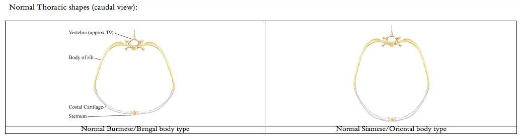 Diagram of normal cat thorax