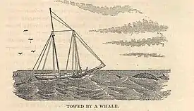 Towed by a Whale