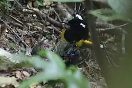 Face-to-face hihi mating