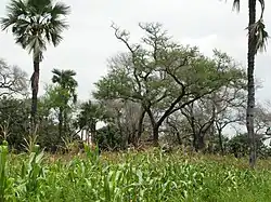 Faidherbia albida (Acacia albida)