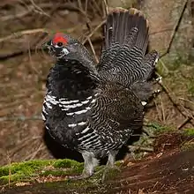 The Spruce grouse