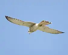 Nankeen kestrel