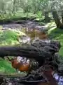 The infant river upstream from Dunces Arch