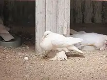 A pigeon with feathers growing on the feet instead of scales.