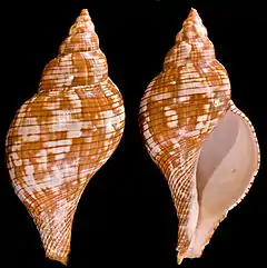 Abapertural (bottom) and apertural view of a shell.