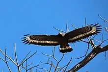 Crested Serpent Eagles can be spotted soaring above the forests, hunting for snakes and lizards