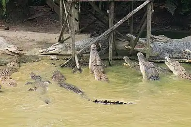 Crocodile feeding demonstration.