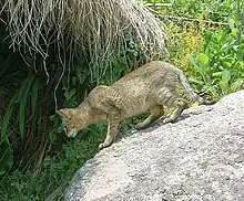 Jungle Cat, seen in Sarmoli Village