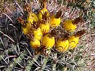 Fruit atop a fishhook barrel cactus.