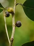 Fruits