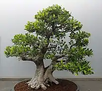 Bonsai