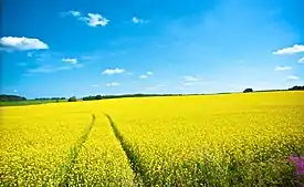 Field pictured in Kärkölä, Päijänne Tavastia, Finland