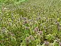 Field of L. purpureum in Ohio, United States.