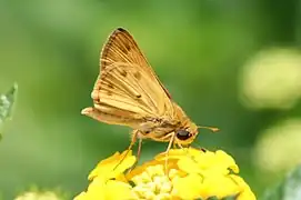 Fiery skipper on lantana