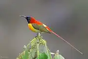 sunbird with greenish-brown wings, orange-and-yellow underparts, blackish face, reddish back, yellow rump, and long orange tail