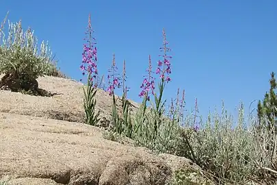 Growing on granite