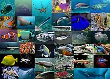 Diversity of various fishes including Sharks, Stingrays, Bony fishes, Jawless fishes, and Coelacanths.