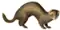 European polecat