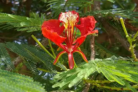 Flower (Kibbutz Ginnosar, Israel)