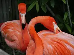 American flamingo (Phoenicopterus ruber)