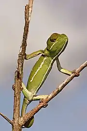 Juvenile femaleSouth Africa