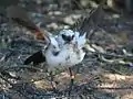 Pied babbler fledglings form short-term associations with foraging adults, where they follow and beg to gain food. Fledglings occasionally fight with their siblings over access to an adult.