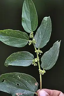 Flowers and leaves