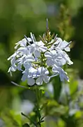 Blue plumbago (Plumbago auriculata)