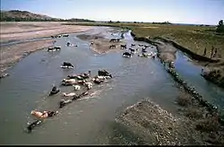 Water buffalo in the river