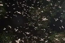 Hundreds of winged termite reproductives swarming after a summer rain, filling the field of the photograph.