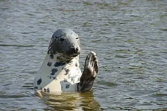 Seal Sanctuary in Hel