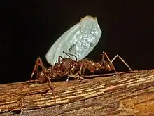 Atta mexicana at Montreal Insectarium