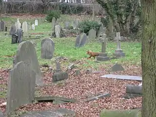 Wildlife in the cemetery