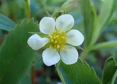 Young flower