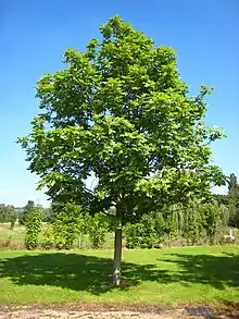 Image 36Fraxinus excelsior (from List of trees of Great Britain and Ireland)