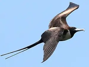 Magnificent frigatebird