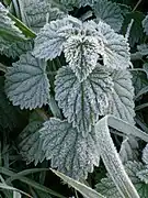 Frost on a nettle