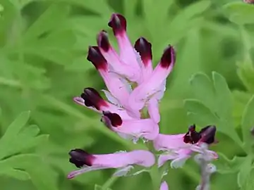 Inflorescence