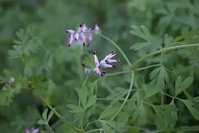 Inflorescence and mature leaves