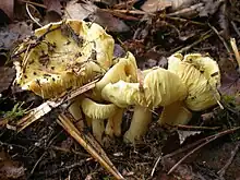 Tricholoma flavovirens, near Wellfleet, Massachusetts, USA