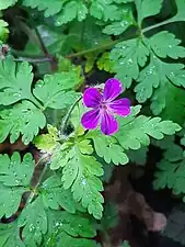 Geranium robertianum, herb-Robert, is an annual or biennial herb of Europe and North America.