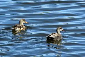 Female and male, WWT London Wetland Centre, Barnes