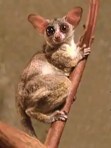 Brown bushbaby