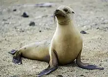 Brown seal