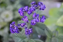 Garden heliotrope