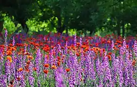 Gardens in Senjan.